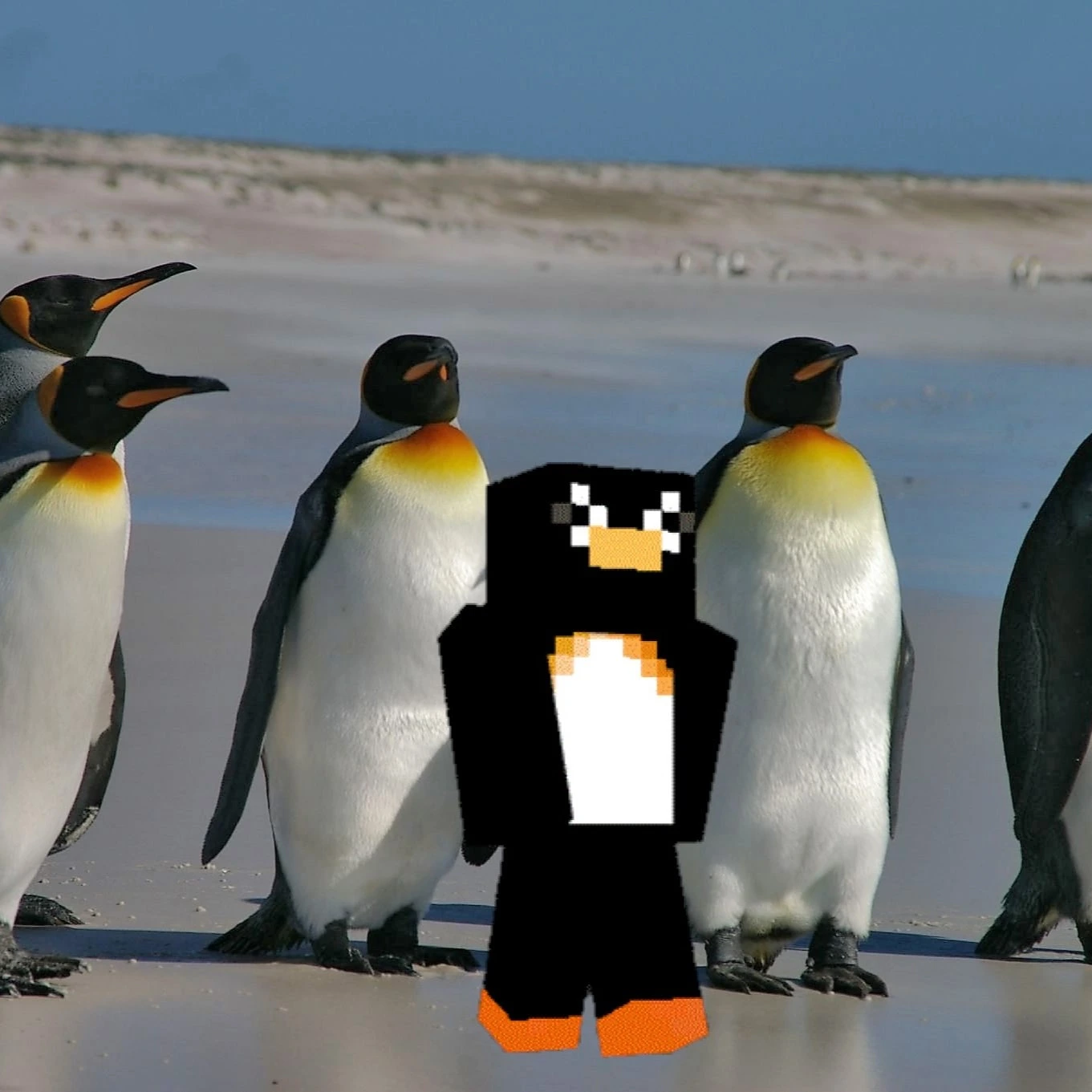 Ein Minecraft Pinguin mit 5 Pinguinen am Strand.